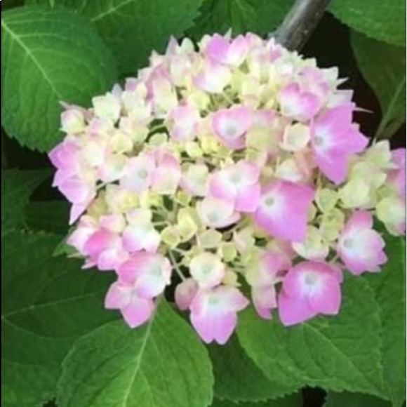 ๐๐น๐ท๐OPEN TO OFFERS!๐ฆ๐ธ๐ผ๐บ - Picture 9 of 10